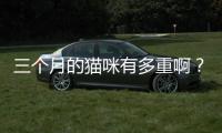 三個月的貓咪有多重啊？三個月的貓應該有多重