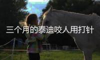 三個(gè)月的泰迪咬人用打針嗎(兩個(gè)月的小泰迪咬人用打針嗎)