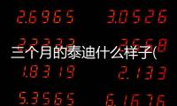 三個月的泰迪什么樣子(三個月的泰迪怎么喂養)