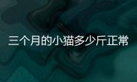 三個月的小貓多少斤正常體溫啊？三個月的小貓體重多少是正常的