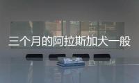 三個月的阿拉斯加犬一般多大(三個月大的阿拉斯加長什么樣)