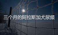 三個月的阿拉斯加犬尿頻正常嗎？阿拉斯加幼犬老是尿頻