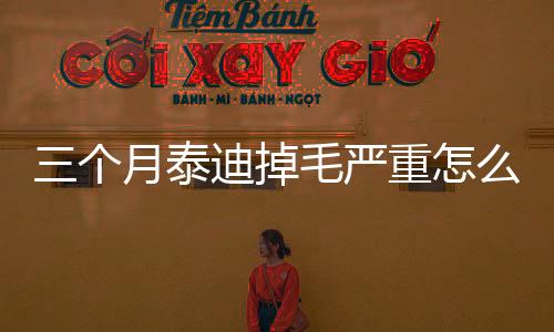 三個月泰迪掉毛嚴重怎么回事(三個月的泰迪毛不怎么卷是什么原因)