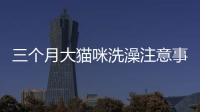 三個月大貓咪洗澡注意事項(三個月大貓咪洗澡多錢)