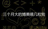 三個月大的博美喂幾粒狗糧好？三個月的博美喂多少粒狗糧