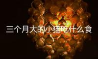 三個月大的小貓吃什么食物好？三個月大的小貓吃什么好