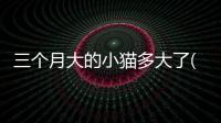 三個月大的小貓多大了(三個月大的小貓多大正常)