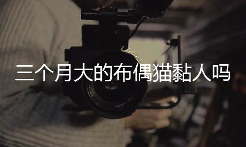 三個月大的布偶貓黏人嗎視頻？三個月布偶貓好養嗎
