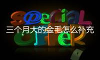 三個(gè)月大的金毛怎么補(bǔ)充營養(yǎng)呢？三個(gè)月金毛吃什么補(bǔ)充營養(yǎng)
