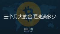 三個(gè)月大的金毛洗澡多少錢(三個(gè)月得金毛可以洗澡么,太臭了)