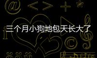 三個(gè)月小狗地包天長(zhǎng)大了會(huì)不會(huì)好(小狗地包天怎么辦)