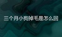 三個月小狗掉毛是怎么回事(三個月小狗掉毛嚴重)