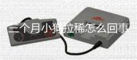 三個月小狗拉稀怎么回事(三個月的小狗吐白沫怎么回事)