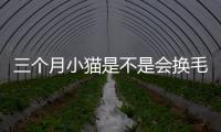 三個月小貓是不是會換毛(小貓幾個月換毛)
