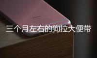 三個(gè)月左右的狗拉大便帶血怎么治好(三個(gè)月狗狗拉便便帶血)