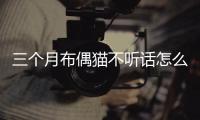 三個月布偶貓不聽話怎么辦？三個月布偶不愛動