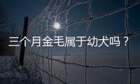 三個月金毛屬于幼犬嗎？三個月的金毛好養(yǎng)活嗎