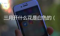 三月開什么花是白色的（三月開什么花）