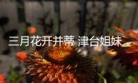 三月花開并蒂 津臺姐妹情深