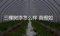 三棵樹漆怎么樣 真假如何辨別