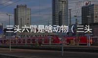 三頭六臂是啥動(dòng)物（三頭六臂是指什么動(dòng)物）
