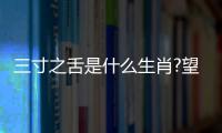 三寸之舌是什么生肖?望（三寸之舌是什么生肖）