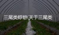 三尾類蜉蝣(關(guān)于三尾類蜉蝣簡述)
