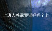上班人養暹羅貓好嗎？上班族養暹羅