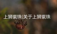 上獅紫珠(關(guān)于上獅紫珠簡述)