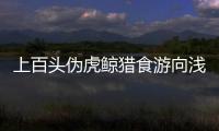 上百頭偽虎鯨獵食游向淺灘 海警執法員引導至安全水域