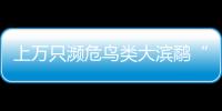 上萬只瀕危鳥類大濱鷸“做客”浙江溫嶺