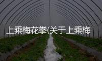 上乘梅花拳(關于上乘梅花拳簡述)