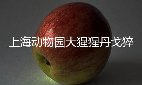 上海動物園大猩猩丹戈猝死 心源性原因確認
