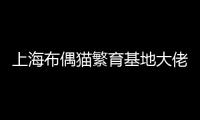 上海布偶貓繁育基地大佬kevin(布偶貓怎么繁育出來的)