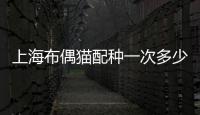 上海布偶貓配種一次多少錢