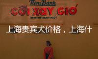 上海貴賓犬價格，上海什么地方有貴賓犬賣