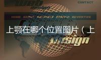 上顎在哪個位置圖片（上顎在哪圖解）
