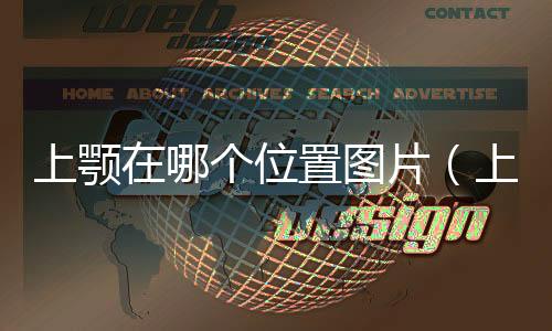 上顎在哪個位置圖片（上顎在哪圖解）