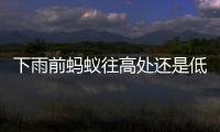 下雨前螞蟻往高處還是低處搬家