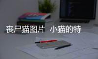 喪尸貓圖片  小貓的特征和外貌