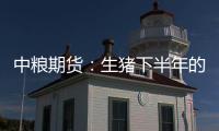 中糧期貨：生豬下半年的行情整體是一個區間震蕩的走勢