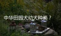 中華田園犬幼犬種類？ 中華細(xì)犬大全