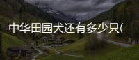 中華田園犬還有多少只(中華田園犬還有多少只在中國)