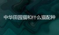 中華田園貓和什么貓配種好看？中華田園貓和什么貓配好看