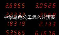 中華烏龜公母怎么分辨圖片？中華烏龜怎么分公的母的