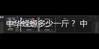 中華蠑螈多少一斤？ 中華蠑螈多少錢一只