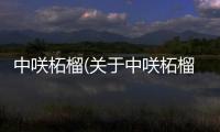中咲柘榴(關于中咲柘榴簡述)