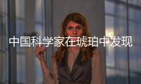 中國科學家在琥珀中發(fā)現(xiàn)史前海洋動物