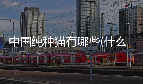 中國純種貓有哪些(什么是純種貓)