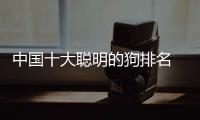 中國十大聰明的狗排名 狗狗智商排名前十的有哪些